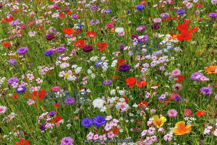  : Carpet of flowers