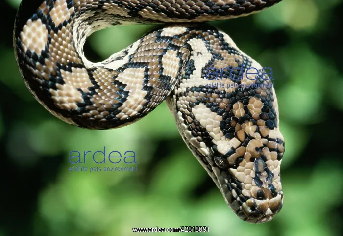 : Carpet PYTHON : Carpet PYTHON