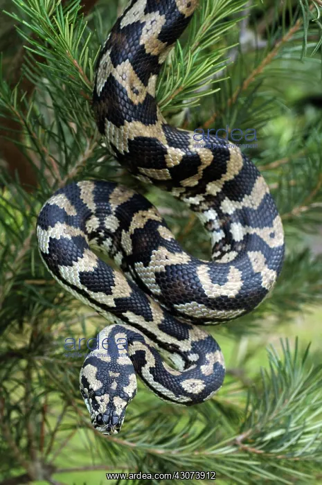 : Carpet Python : Carpet Python