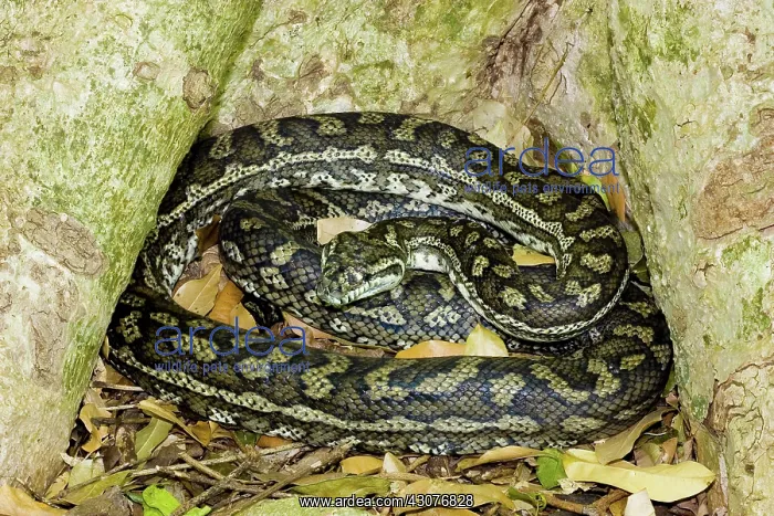 : Carpet python : Carpet python