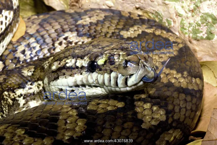 : Carpet python : Carpet python