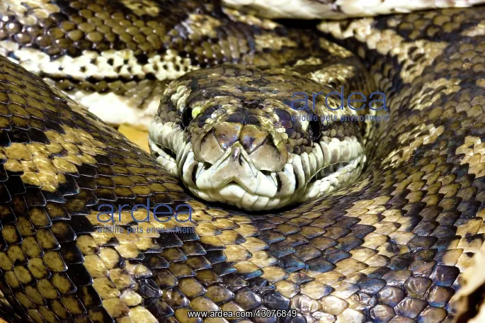 : Carpet python : Carpet python