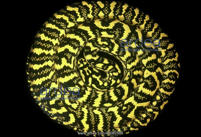 : Carpet Python : Carpet Python
