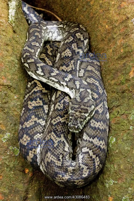 : Carpet Python : Carpet Python