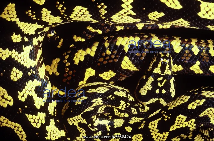 : Carpet Python : Carpet Python