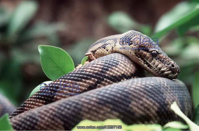 : CARPET PYTHON : CARPET PYTHON
