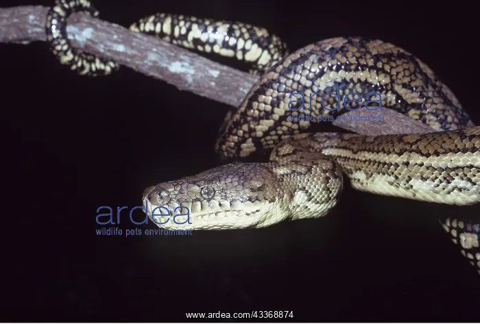 : Carpet Python - on branch : Carpet Python - on branch