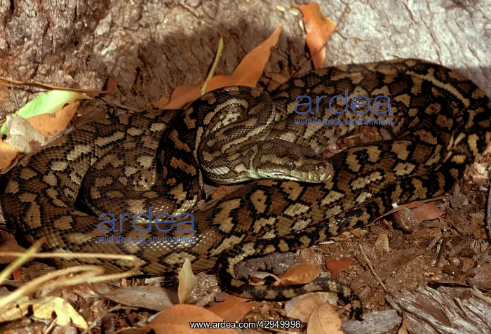 : Carpet python - has heat sensory pits. Can reach : Carpet python - has heat sensory pits. Can reach