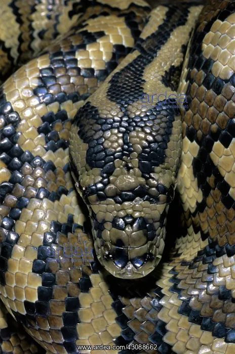 : Carpet Python (Morelia spilota) : Carpet Python (Morelia spilota)