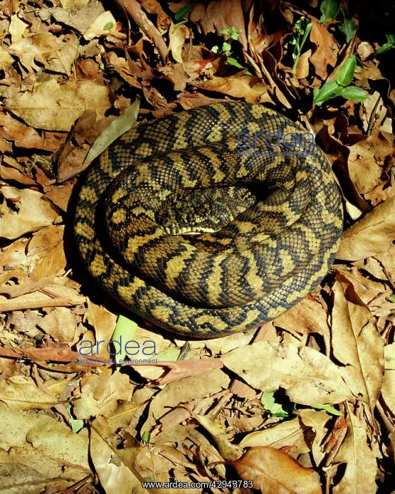 : Carpet python (Morelia spilota) sunning on a rainforest : Carpet python (Morelia spilota) sunning on a rainforest