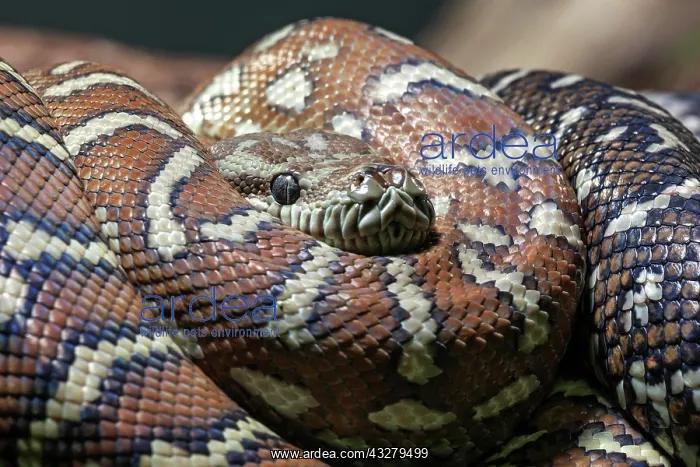 : Carpet Python (Morelia spilota variegata), rolled : Carpet Python (Morelia spilota variegata), rolled