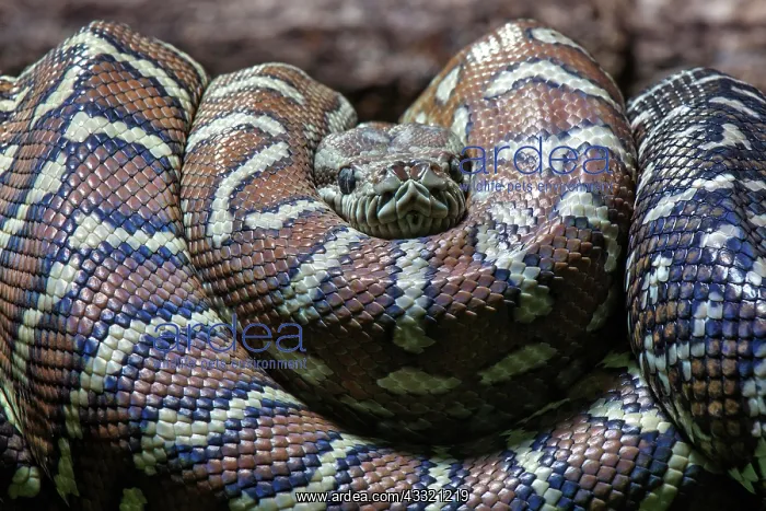 : Carpet Python (Morelia spilota variegata), rolled : Carpet Python (Morelia spilota variegata), rolled