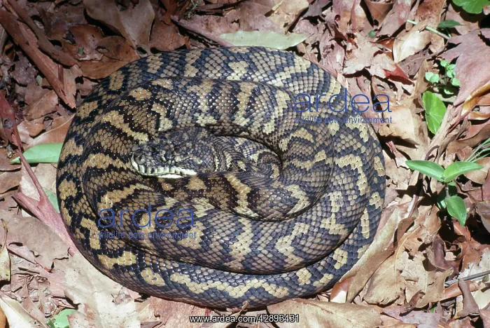 : Carpet Python Snake : Carpet Python Snake