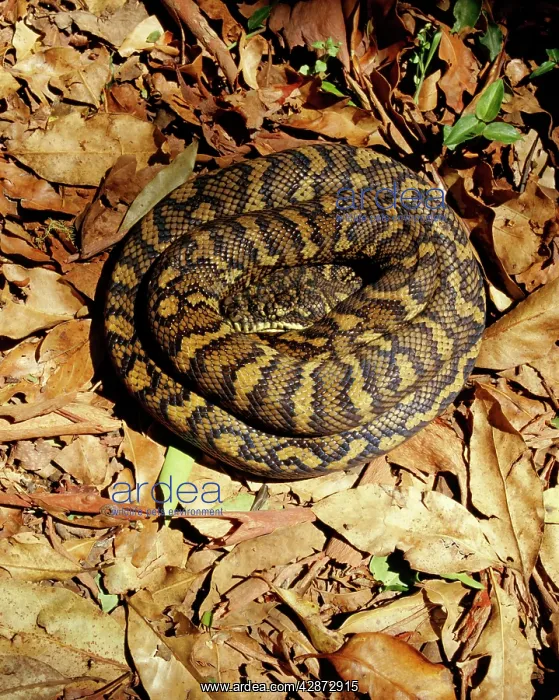 : Carpet Python - Sunning on a rainforest track : Carpet Python - Sunning on a rainforest track
