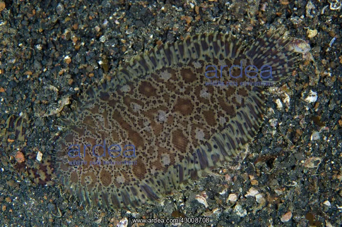 : Carpet Sole on black sand TK1 dive site, Lembeh : Carpet Sole on black sand TK1 dive site, Lembeh