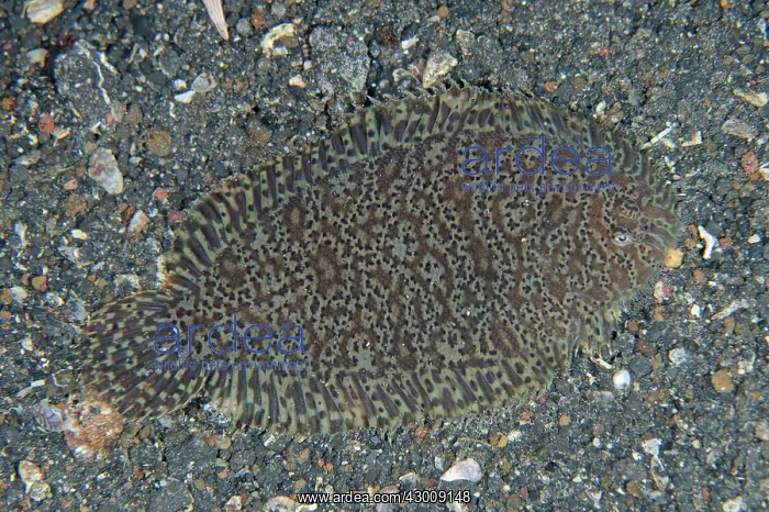 : Carpet Sole on black sand TK1 dive site, Lembeh : Carpet Sole on black sand TK1 dive site, Lembeh