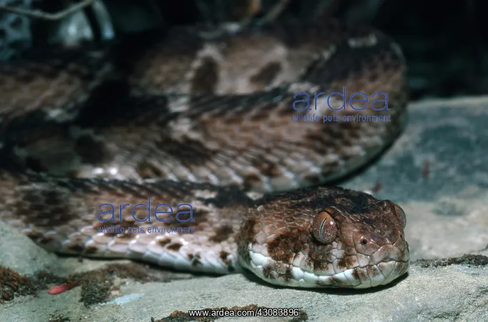 : Carpet Viper : Carpet Viper