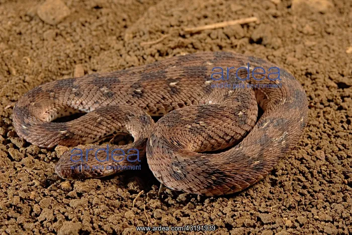 : Carpet viper (Echis ocellatus), Africa : Carpet viper (Echis ocellatus), Africa