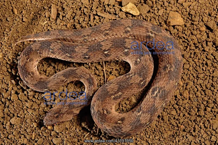 : Carpet viper (Echis ocellatus), Africa : Carpet viper (Echis ocellatus), Africa