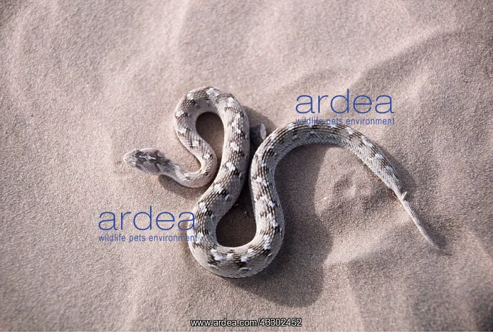 : Carpet Viper / Saw-scaled Viper : Carpet Viper / Saw-scaled Viper