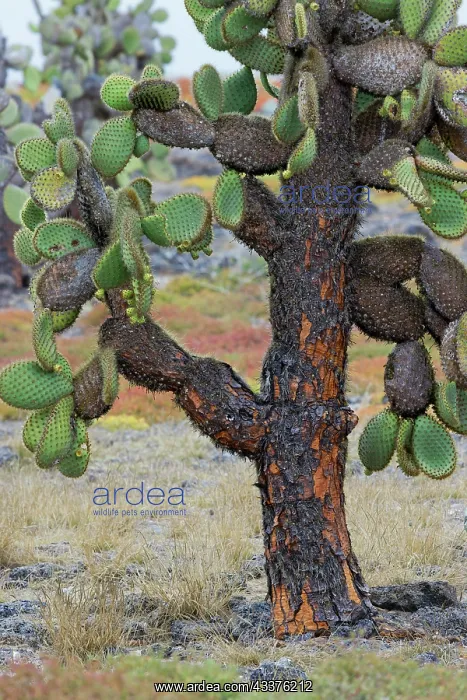: Carpet weed along with Opuntia prickly pear cactus : Carpet weed along with Opuntia prickly pear cactus