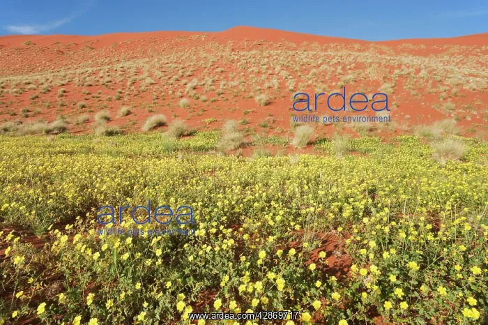 : Carpets of Devil's Thorn and sand dune during the : Carpets of Devil's Thorn and sand dune during the