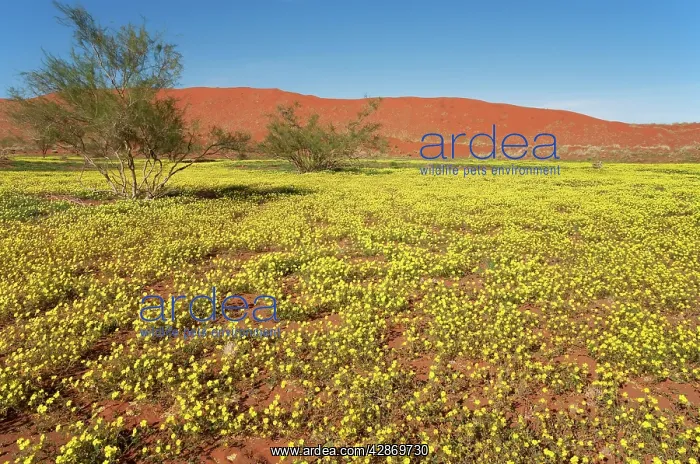 : Carpets of Devil's Thorn and sand dunes during : Carpets of Devil's Thorn and sand dunes during