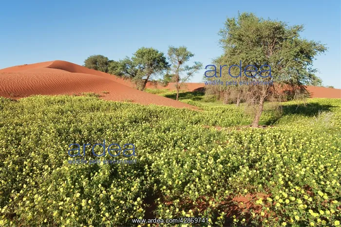 : Carpets of Devil's Thorn - among sand dunes and : Carpets of Devil's Thorn - among sand dunes and