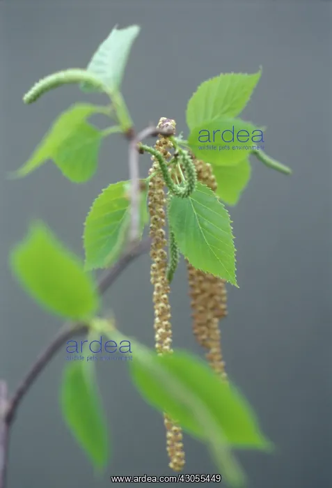 : Carpinus Betula : Carpinus Betula