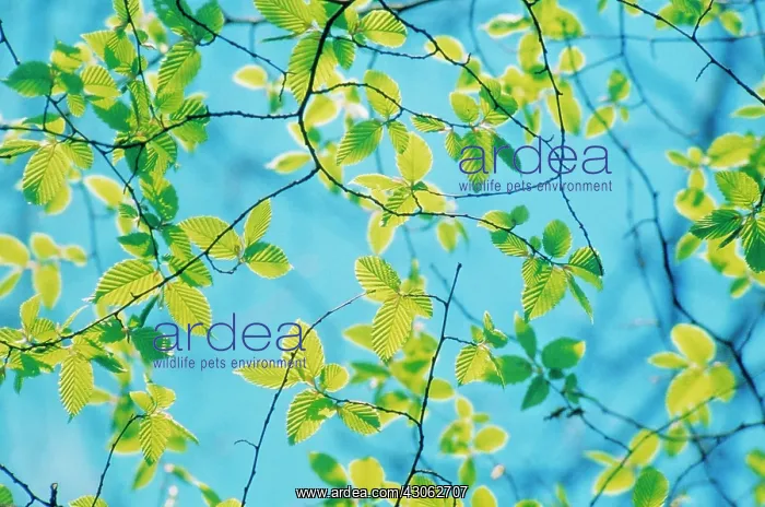 : Carpinus Betula : Carpinus Betula