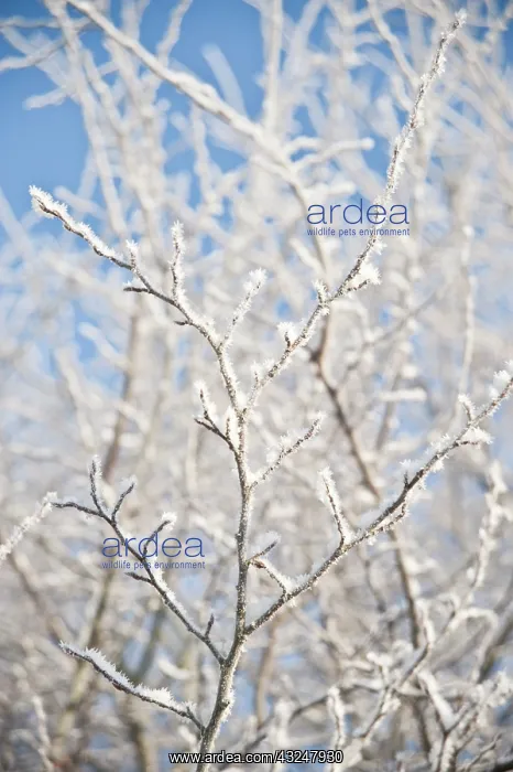: Carpinus Betula : Carpinus Betula