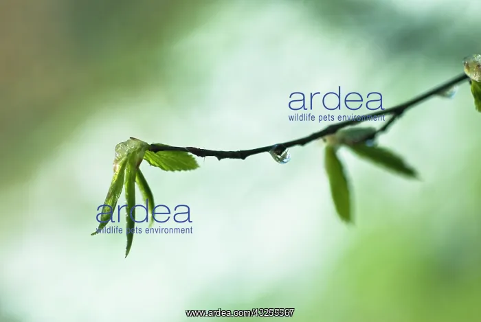 : Carpinus Betula : Carpinus Betula