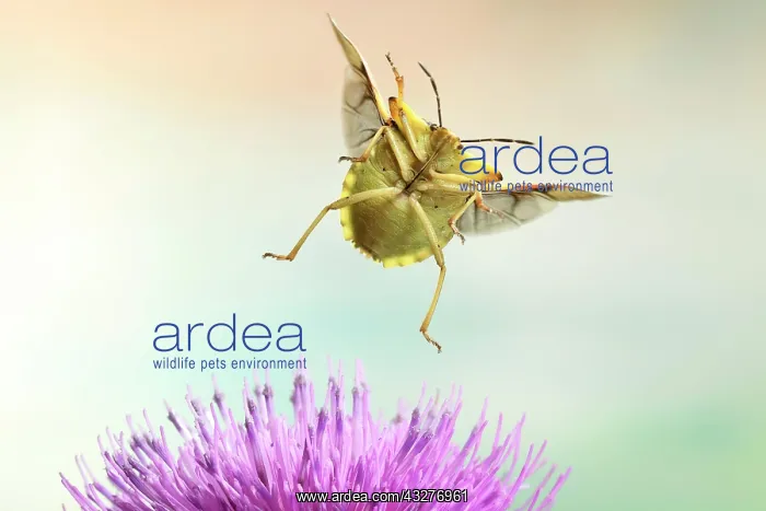 : Carpocoris fuscispinus (Carpocoris fuscispinus) : Carpocoris fuscispinus (Carpocoris fuscispinus)