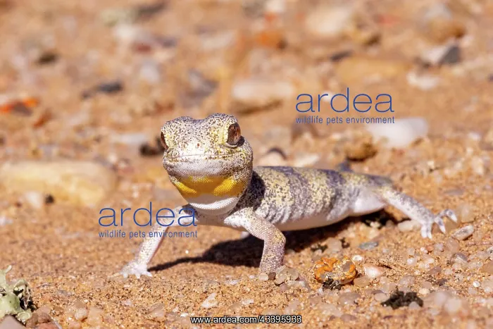 : CARP'S BARKING GECKO : CARP'S BARKING GECKO