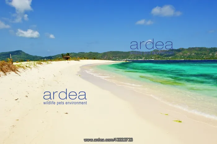 : Carriacou, Grenada. Sandy Island : Carriacou, Grenada. Sandy Island