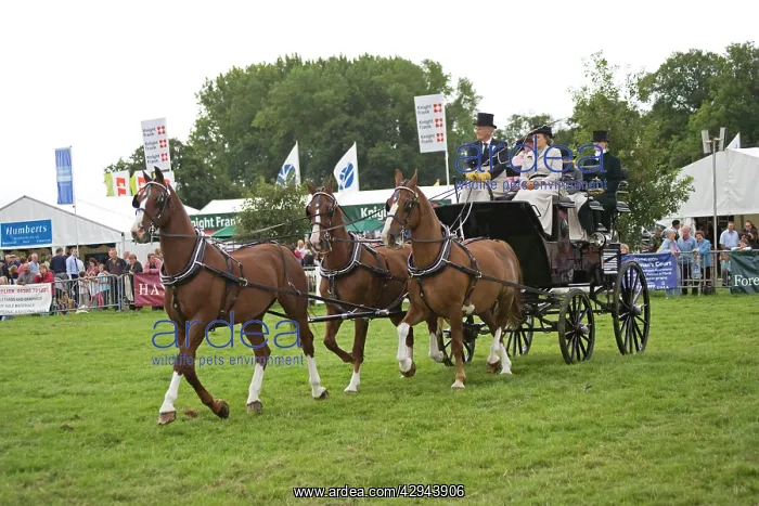 : Carriage driving demonstration in main ring Moreton