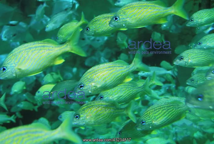 : Carribean, Bahamas, Atlantis Resort. Yellow : Carribean, Bahamas, Atlantis Resort. Yellow