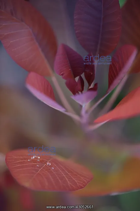 : Carribean Copper Plant : Carribean Copper Plant