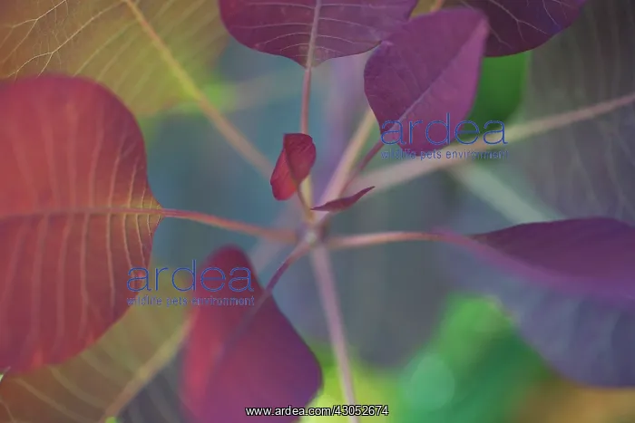 : Carribean Copper Plant : Carribean Copper Plant