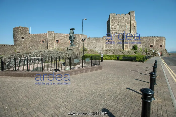 : Carrickfergus Castle, Carrickfergus, Northern Ireland : Carrickfergus Castle, Carrickfergus, Northern Ireland