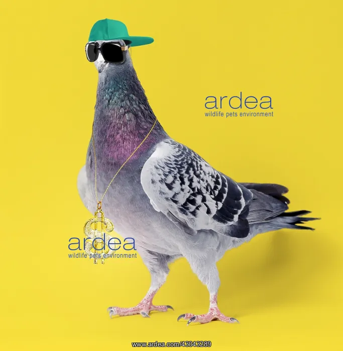 : Carrier Pigeon, wearing sunglasses hat and gold : Carrier Pigeon, wearing sunglasses hat and gold