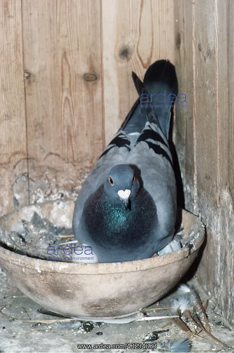 : Carrier / Racing / Homing PIGEON - in bowl with eggs : Carrier / Racing / Homing PIGEON - in bowl with eggs
