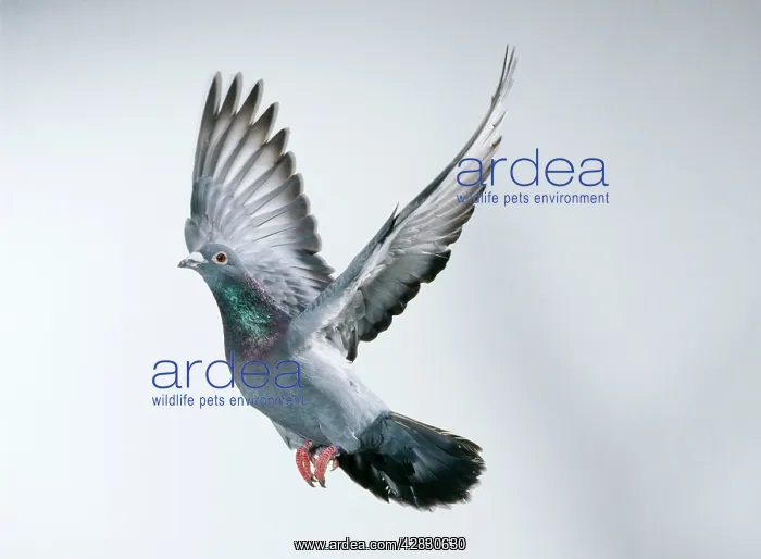  : Carrier  /  Racing  /  Homing PIGEON - in flight