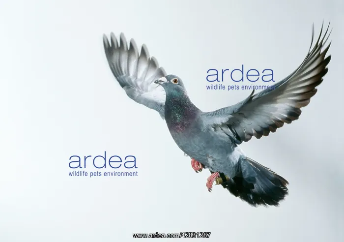  : Carrier  /  Racing  /  Homing PIGEON - in flight