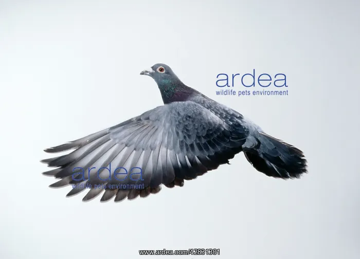  : Carrier  /  Racing  /  Homing PIGEON - in flight