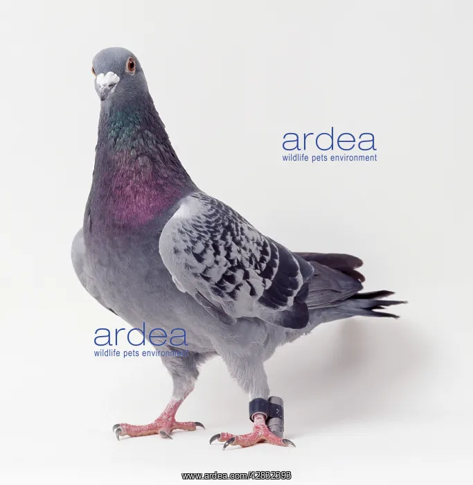  : Carrier  /  Racing  /  Homing PIGEON - in studio