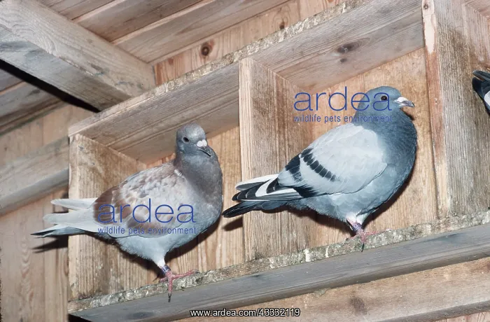 : Carrier / Racing / Homing PIGEONS - x two : Carrier / Racing / Homing PIGEONS - x two