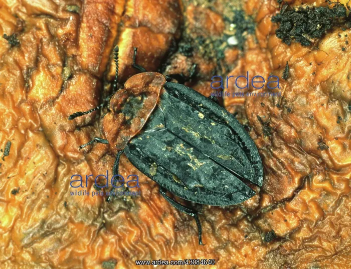 : Carrion Beetle : Carrion Beetle