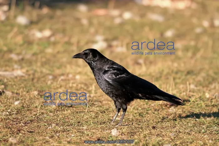  : Carrion Crow