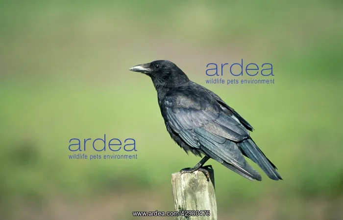  : Carrion Crow